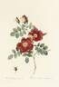 Austrian Rose rose photo