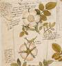 R. rubiginosa rose photo