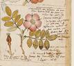 <i>Rosa villosa</i> L. rose photo