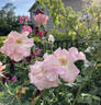 Marinette rose photo