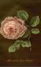 Dr. Ruschpler rose photo