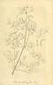 <i>C. aethusifolia</i> Turcz. synonym clematis photo