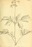 <i>C. stans</i> Sieb. clematis photo