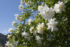 Glenn Dale rose photo