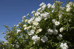 Glenn Dale rose photo