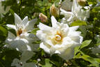 Glenn Dale rose photo