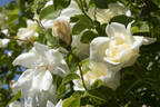 Glenn Dale rose photo