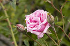 Hermosa rose photo