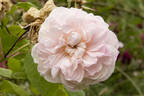Jaune Desprez rose photo