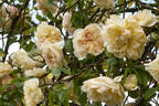 Jaune Desprez rose photo