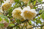 Jaune Desprez rose photo