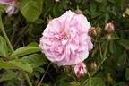 Lavender Lassie rose photo