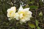 Le Pactole rose photo
