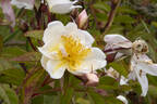Lykkefund rose photo
