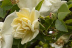 Milkmaid rose photo
