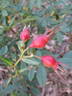 1999-2 rose photo