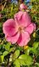 Anemone rose photo