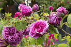 Madame Hersilie Ortgies - in commerce rose photo