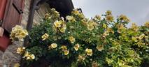Mermaid rose photo