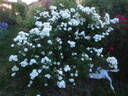Moonlight rose photo