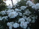 Moonlight rose photo