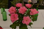 Pink Simplicity rose photo