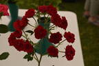 Red Cascade rose photo