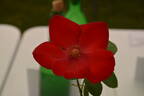 Altissimo rose photo