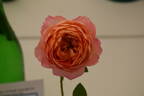 That's Life rose photo