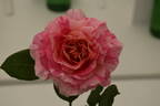 Claude Monet rose photo