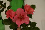 Eye Shadow rose photo