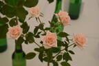 Jean Kenneally rose photo