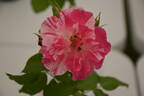 La Fillette rose photo