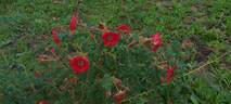 <i>Rosa moyesii</i> 'Geranium' rose photo