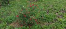 <i>Rosa moyesii</i> 'Geranium' rose photo