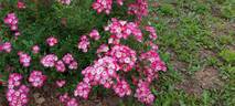 Mozart rose photo