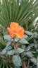 Angèle Pernet rose photo