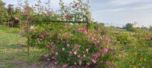 Old Blush, Cl. rose photo
