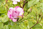 Odyssey rose photo