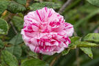 Oeillet panaché rose photo