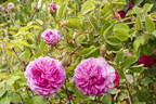 Oeillet Parfait rose photo