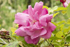 Old Blush, Cl. rose photo