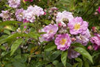 Petite Marcelle rose photo
