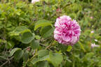 Pink Léda rose photo