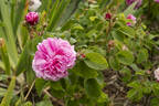 Pink Léda rose photo