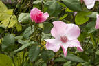 Poulsen's Pearl rose photo