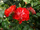Blastoff ™ rose photo
