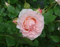 Bridal Pink ™ rose photo