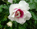 Bull's Eye rose photo