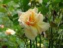 By Appointment rose photo